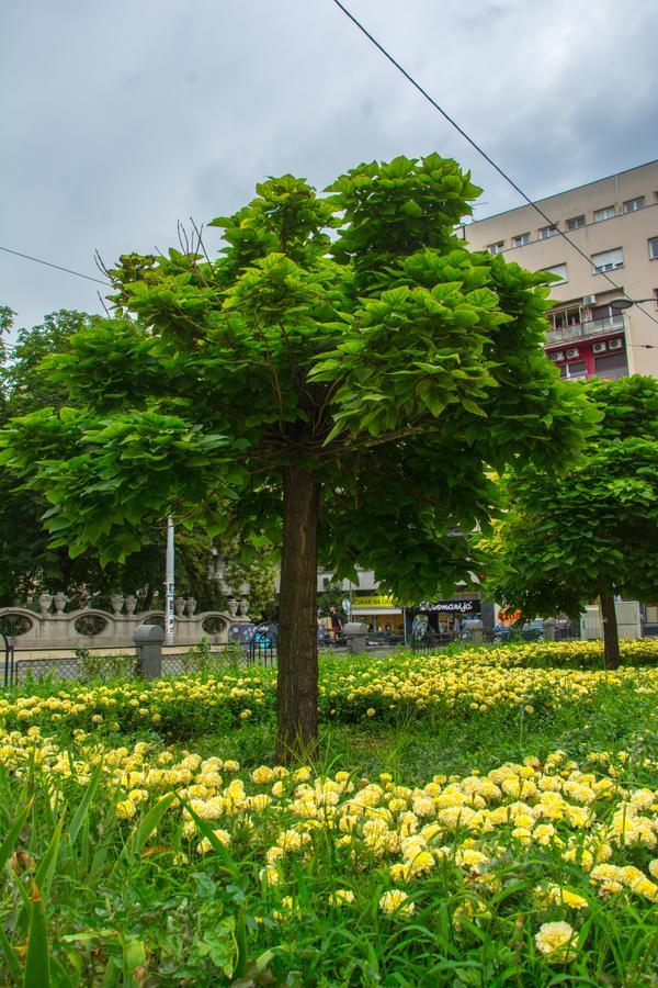 Apartment Petra 071 Beograd Ngoại thất bức ảnh